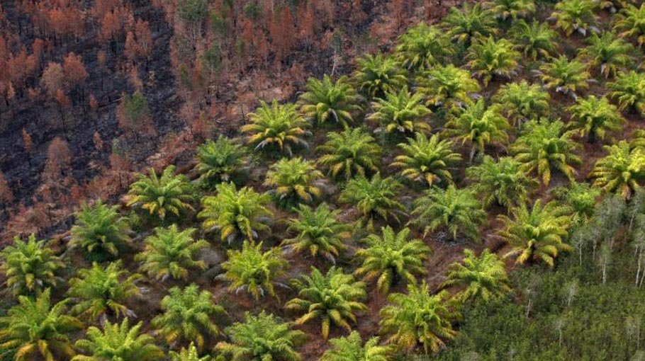 Indonesia, Malaysia agree on  palm oil noncompetition