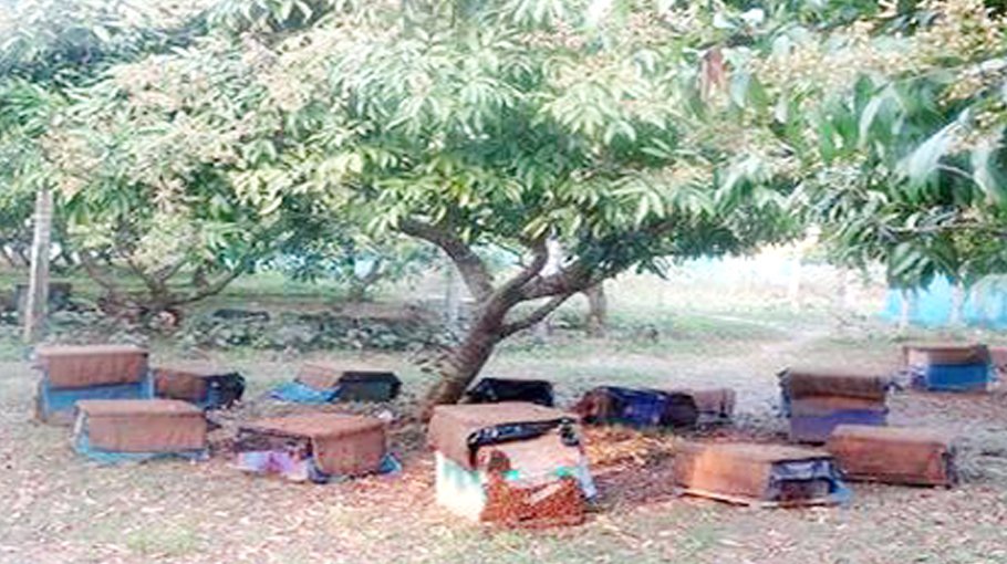 26,000-kg honey production target fixed for Ishwardi