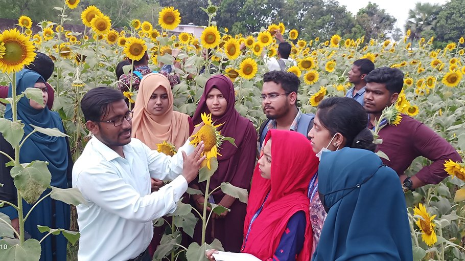 Experimental sunflower cultivation generates interests among farmers