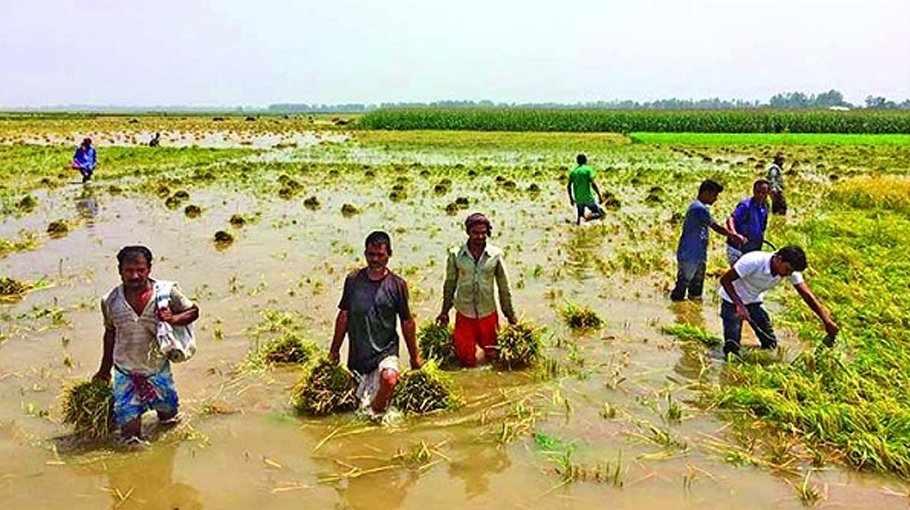 1.34 lakh tonnes more crops likely in Chalan beel BADC expects 