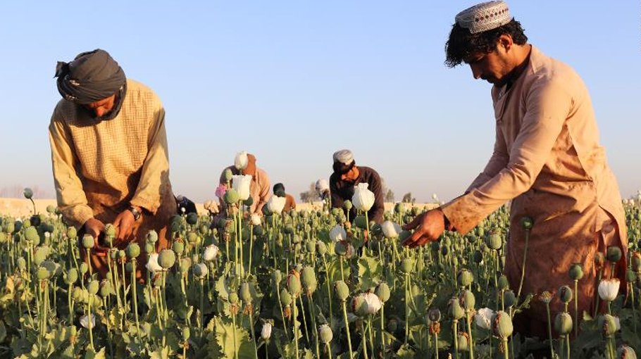 Taliban bans drug cultivation including lucrative opium