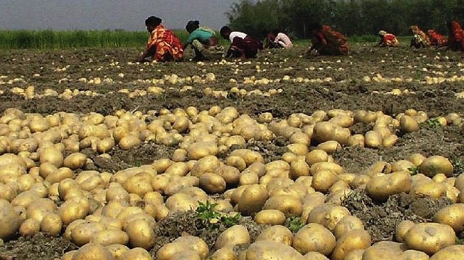 Potato production surpasses target   in Jamalpur