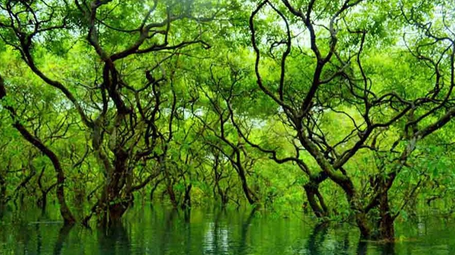 ‘Forests cover 14pc lands in Bangladesh’