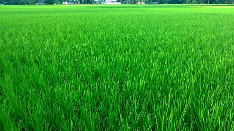 Rangpur farmers eyeing bumper  Boro rice production