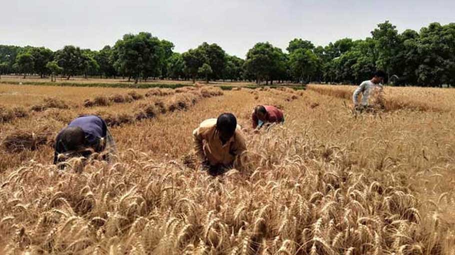 High-yielding wheat cheers Rajshahi farmers