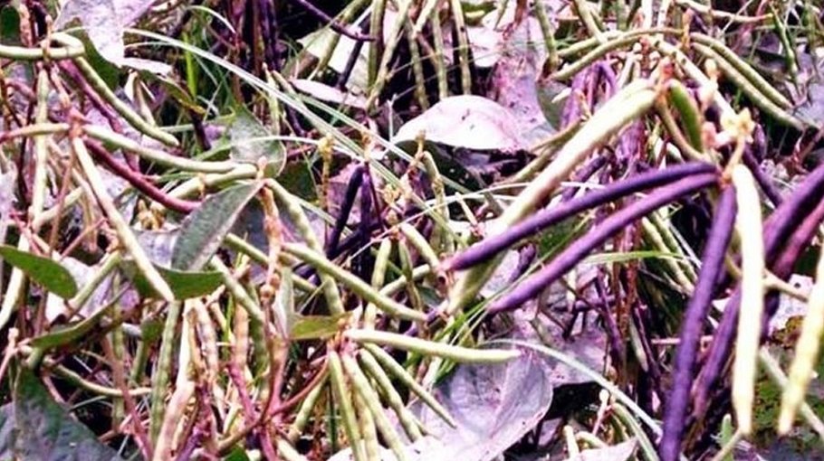 Excellent pulses production likely in Rangpur region