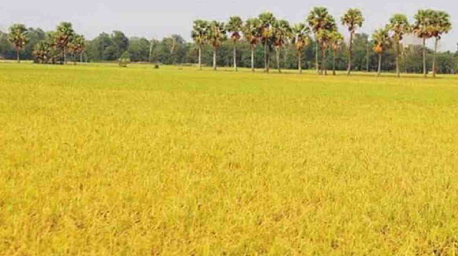 Boro paddy harvesting progressing fast in Netrakona Haor areas
