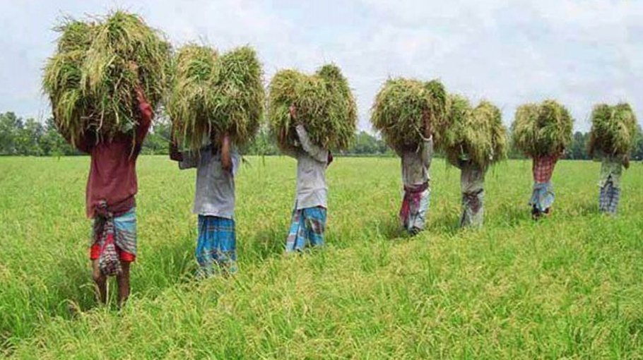 41pc Boro paddy in Haor areas harvested: DAE 