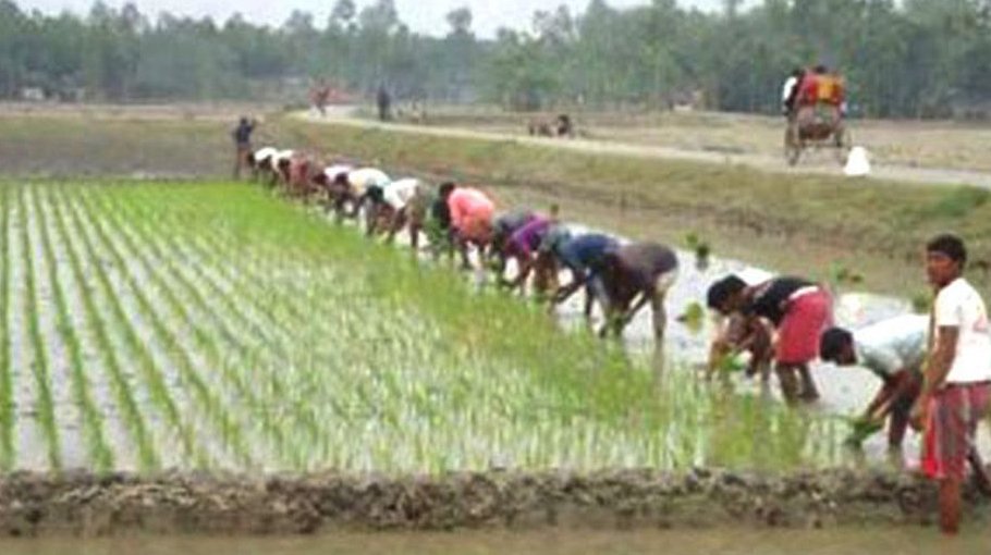 90,600 farmers get incentive for Aush farming in Rajshahi division