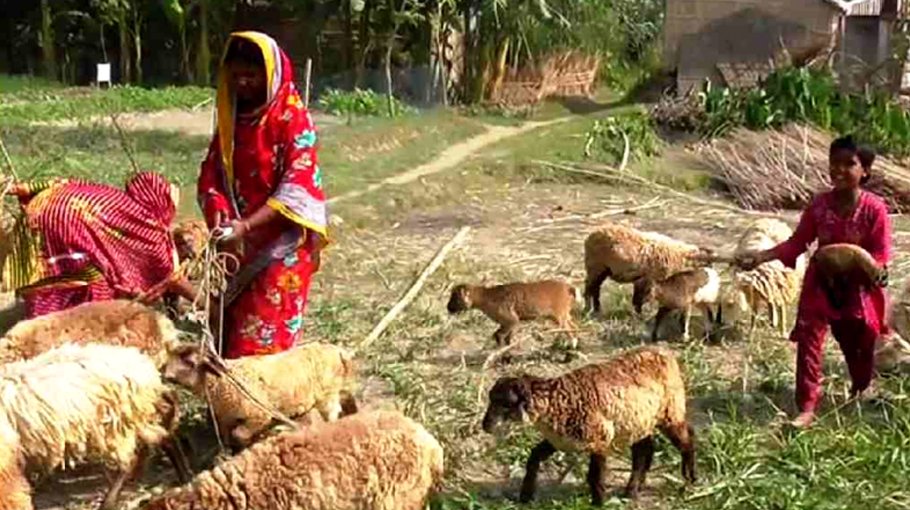 Sheep farming a blessing for ethnic minority  female students