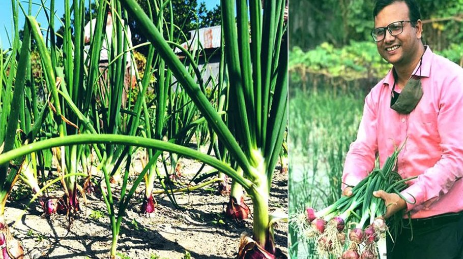 Bumper onion production likely in Rangpur region