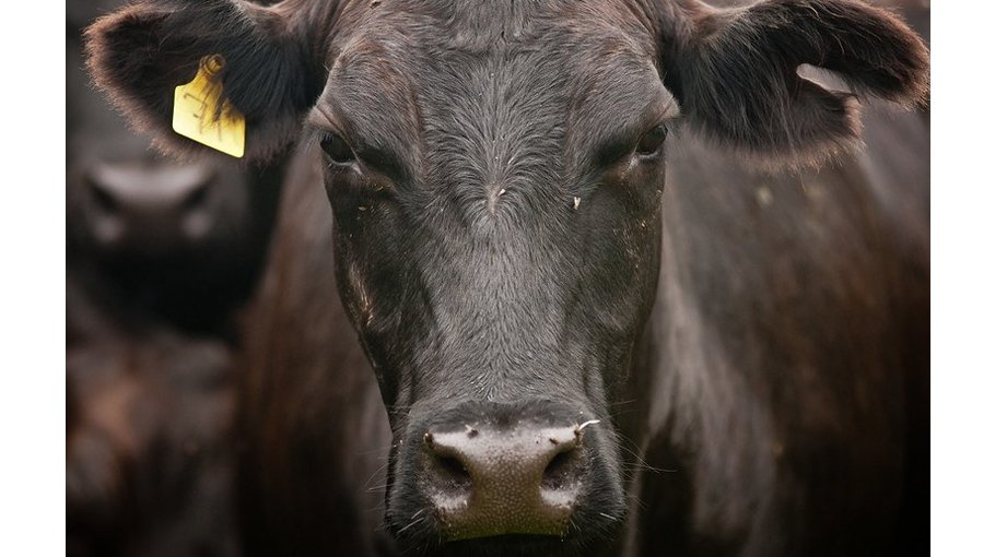 The collapse of industrial farming