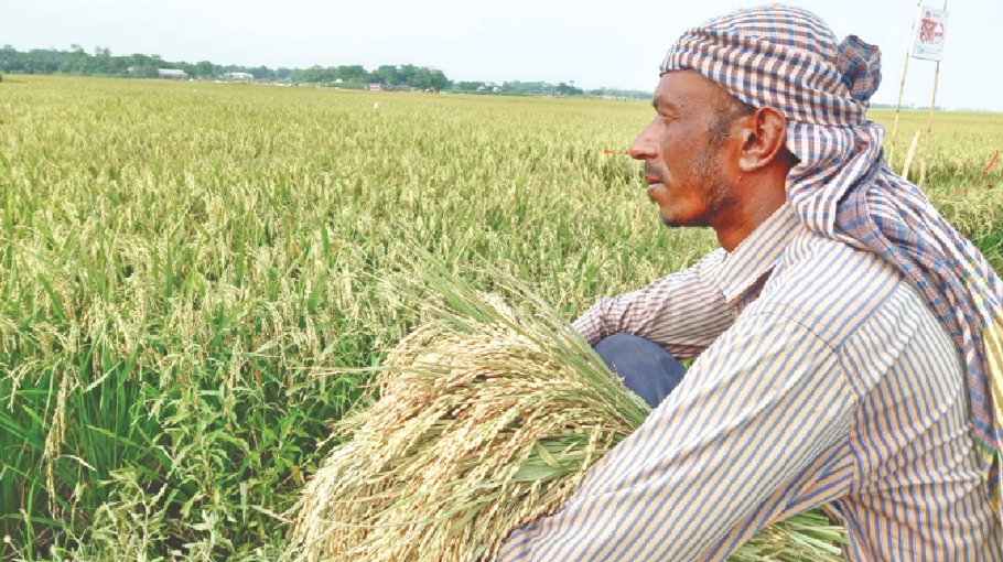 Huge potential of hybrid paddy farming in Sunamganj
