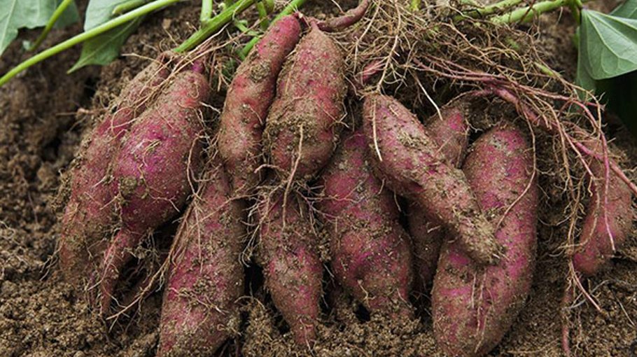 37,151 tonnes of sweet potato produced in Rangpur