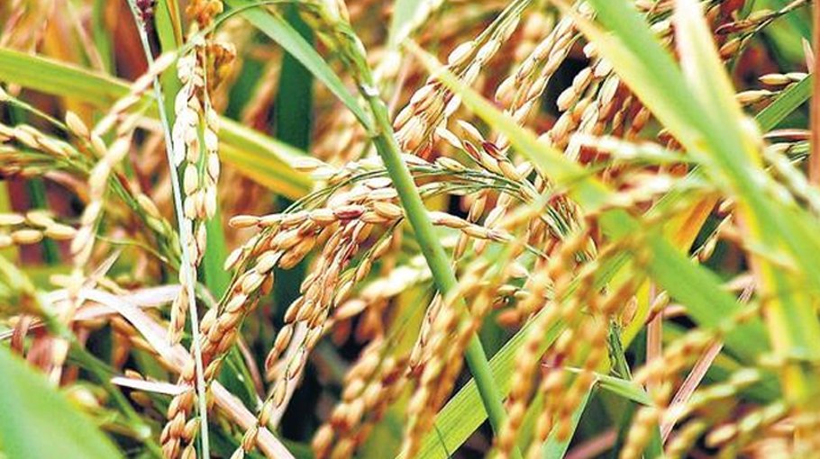 Paddy procurement kicks off countrywide