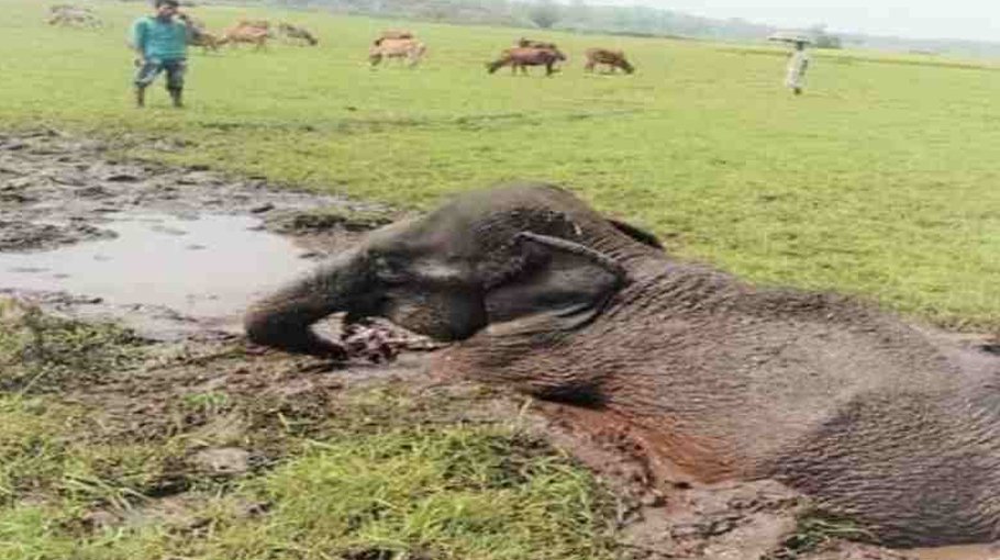 Elephant trapped in Rangunia canal rescued after 7 hours