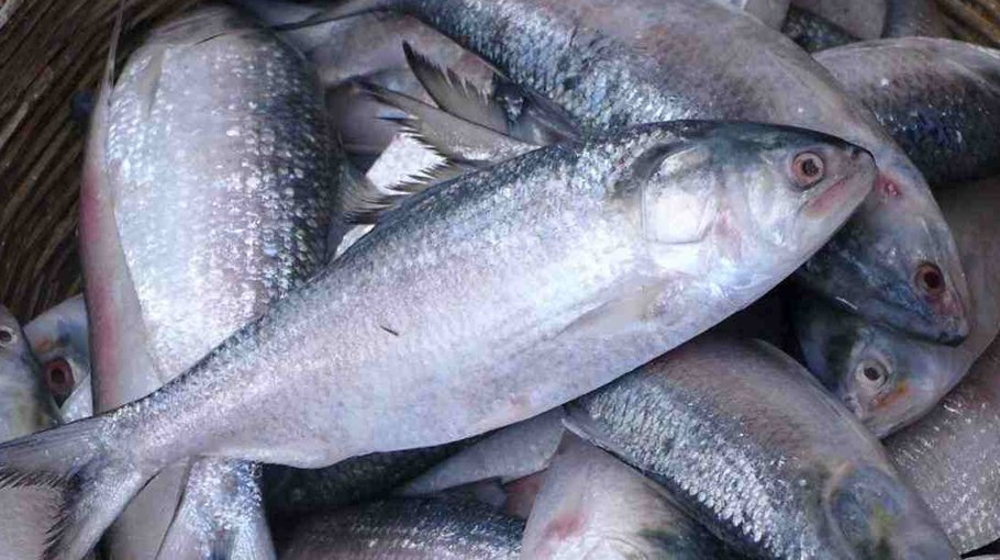 Two-month ban on Hilsa harvest ends