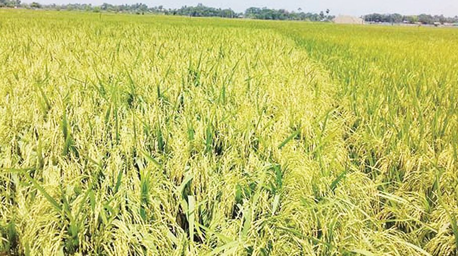 Bumper Boro production likely in Cumilla 