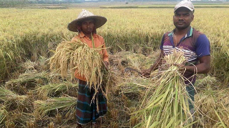 Farmers start harvesting Boro paddy in Rajshahi