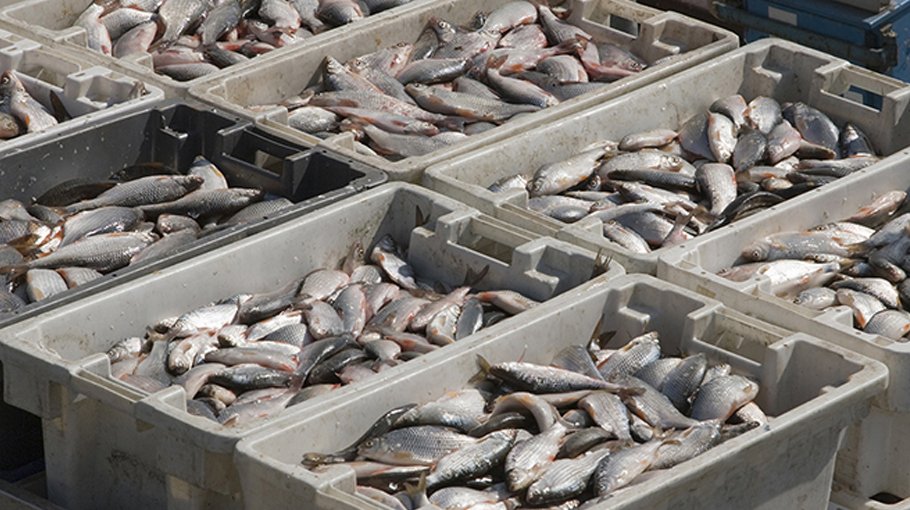 WTO’s ‘Fish Week’ to close gaps in fishing subsidies negotiations ahead of MC12