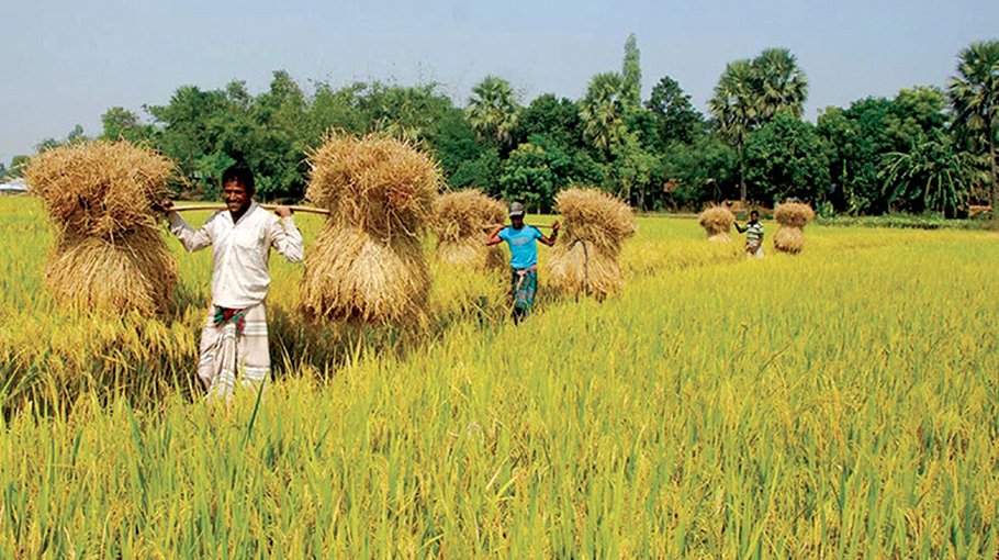 Labour crisis jeopardizes paddy harvesting in northern districts