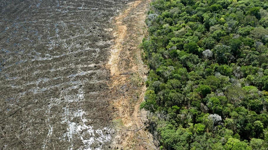 Deforestation surges in Brazil Atlantic Forest - Bangladesh Post