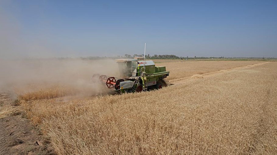 Severe water shortages strain wheat harvest in Iraq