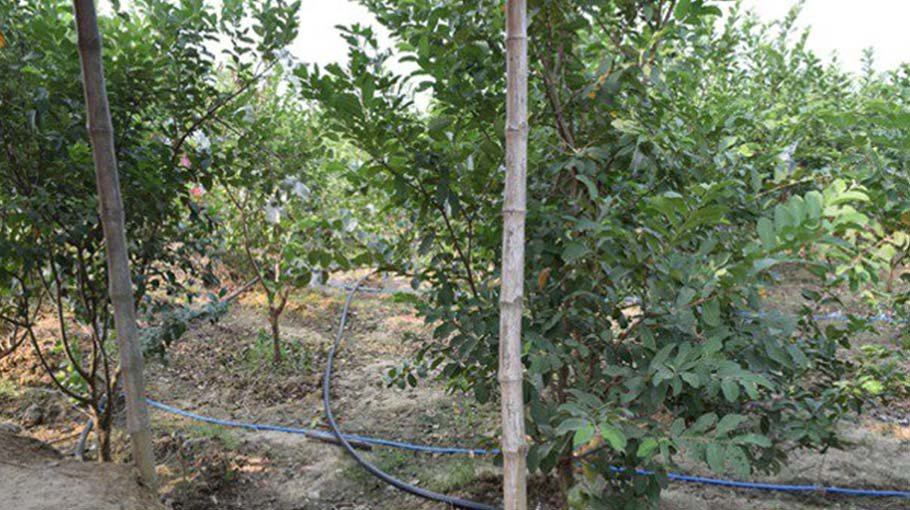 Modern irrigation technology gains popularity in Rajshahi Barind