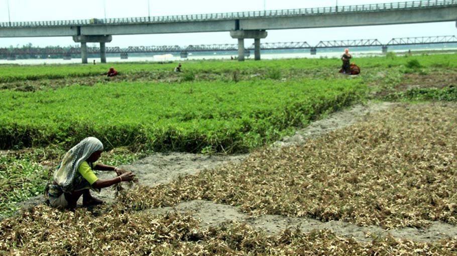 Groundnut cultivation brings smiles  to faces of Manikganj Char people
