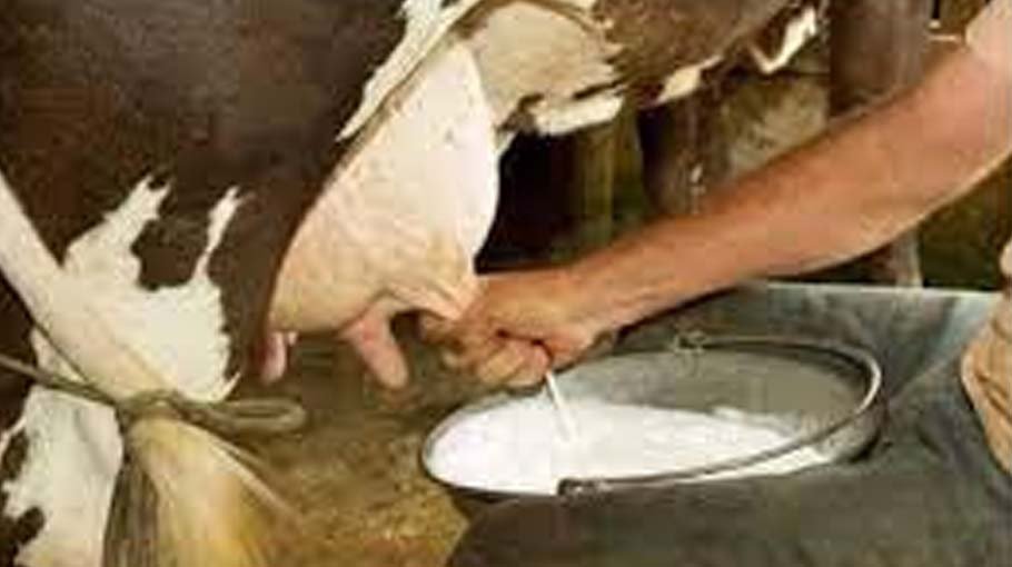 Weather impacts milk production