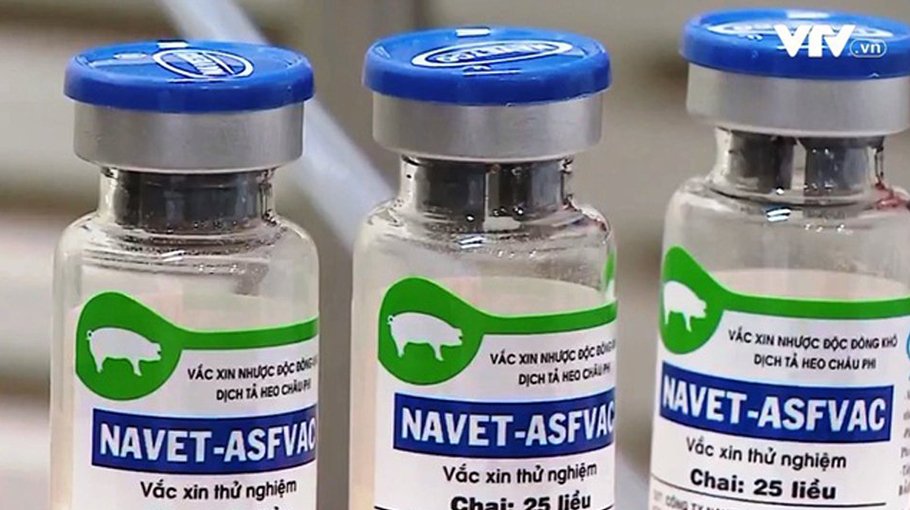 Vietnam develops new African swine fever vaccine: Official