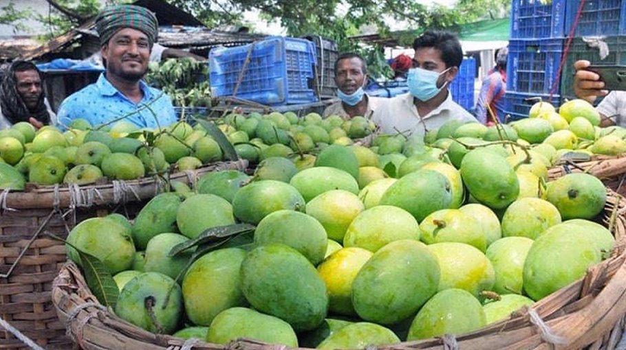 300 tonnes of mango likely to be exported from Rajshahi