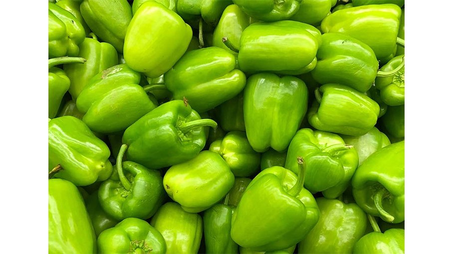 Cultivators happy with high yield, fair price of capsicum in Manikganj