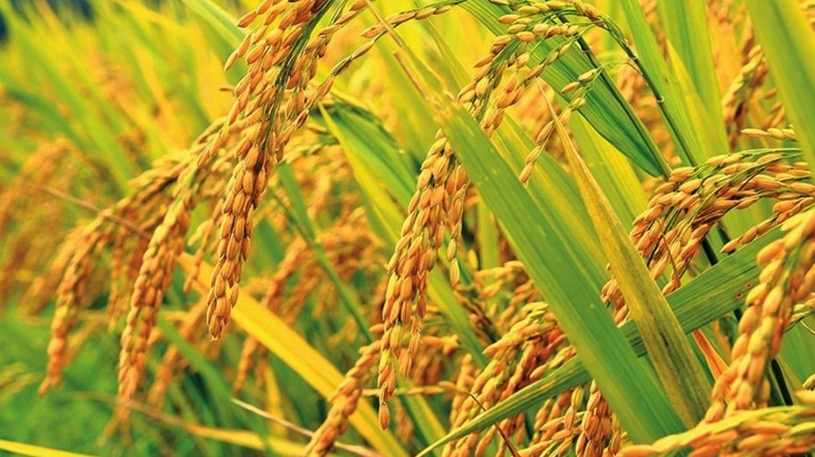 Boro harvesting completed in Jamalpur