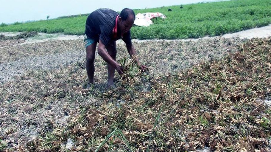 Bumper yield of groundnut produced in Rangpur region