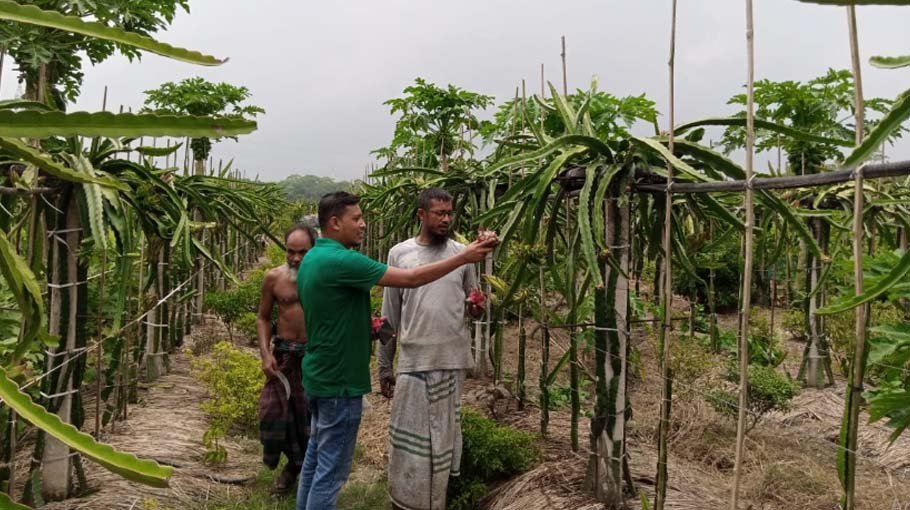 Babuganj grower excels in commercial dragon fruit farming