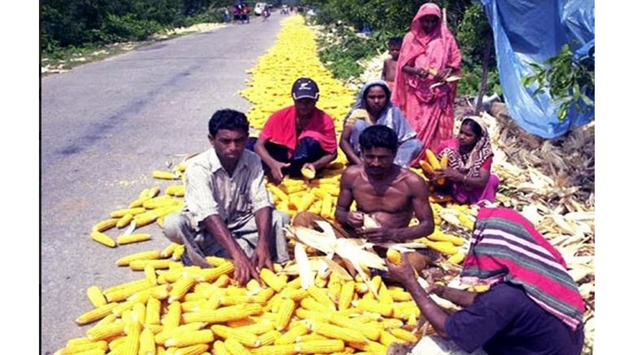 Record 11.48 lakh tonnes of maize produced in Rangpur