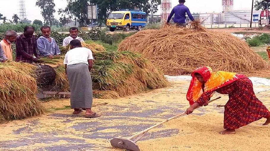 Rangpur farmers produce 21,93,513 tonnes of clean Boro rice