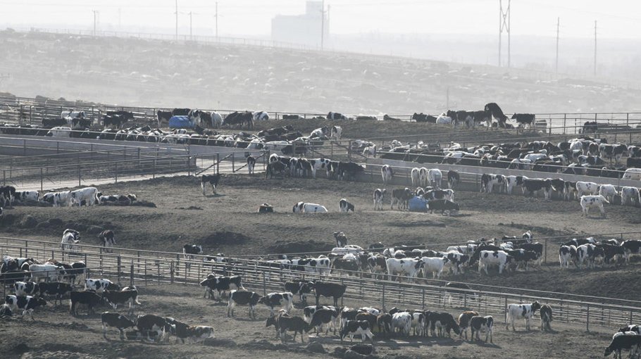 Heat stress blamed for thousands of cattle deaths in Kansas