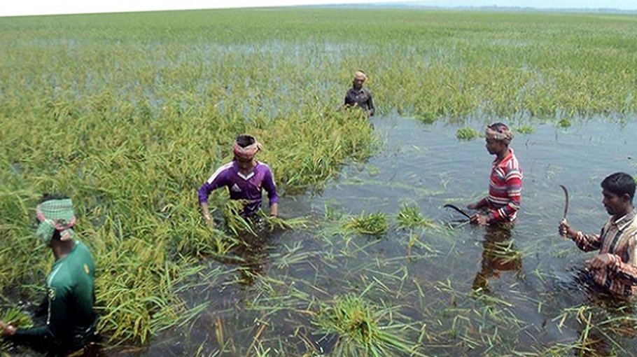 Over 50 lakh hectares of crop land submerged