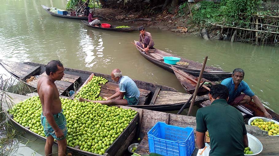 Jhalakathi lemon farmers  unhappy with price 