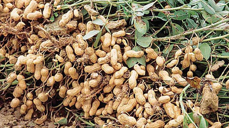 Bumper groundnut production in Manikganj, farmers happy