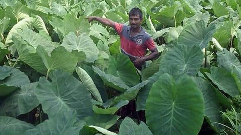 Arum farming brings solvency for many Rajshahi farmers