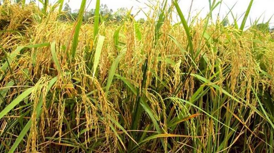 Bumper Yield Of Aush Paddy In Rangpur Region Bangladesh Post 4487