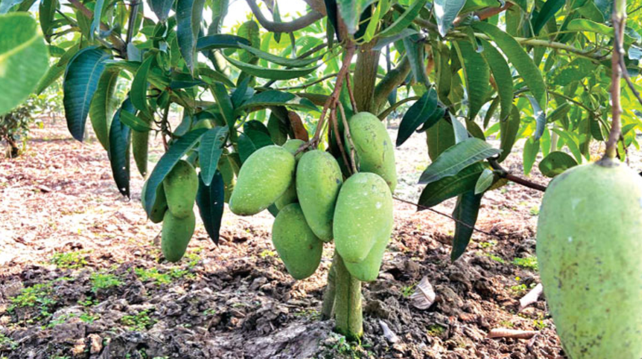 Thai variety of mangoes cultivated in Chuadanga - Bangladesh Post