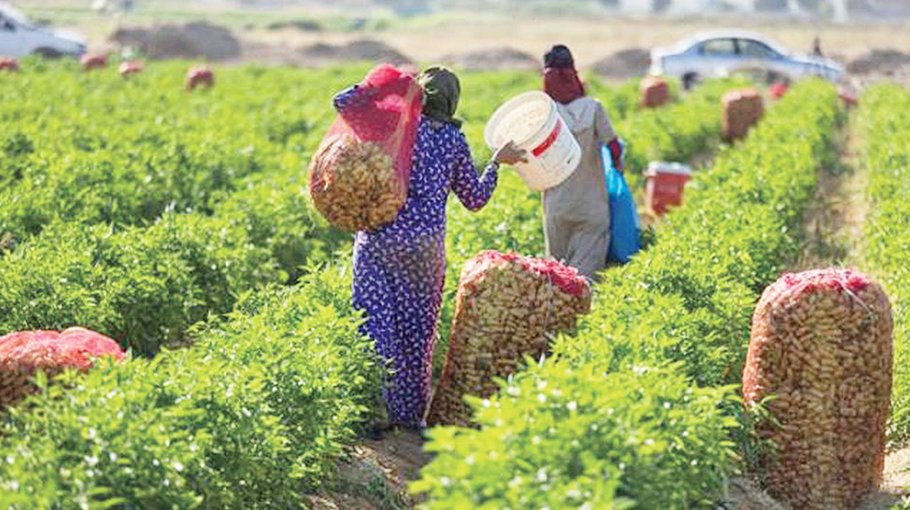 Egypt’s small farms play big role but struggle to survive