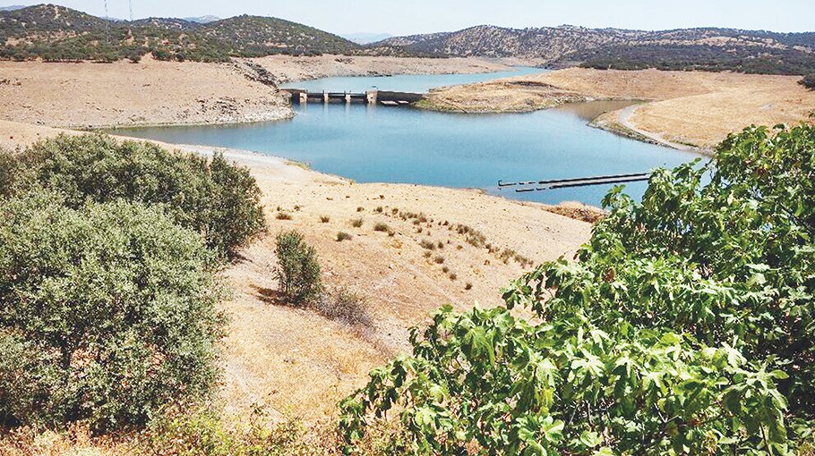 Drought threatens Spain’s ‘green gold’ harvest