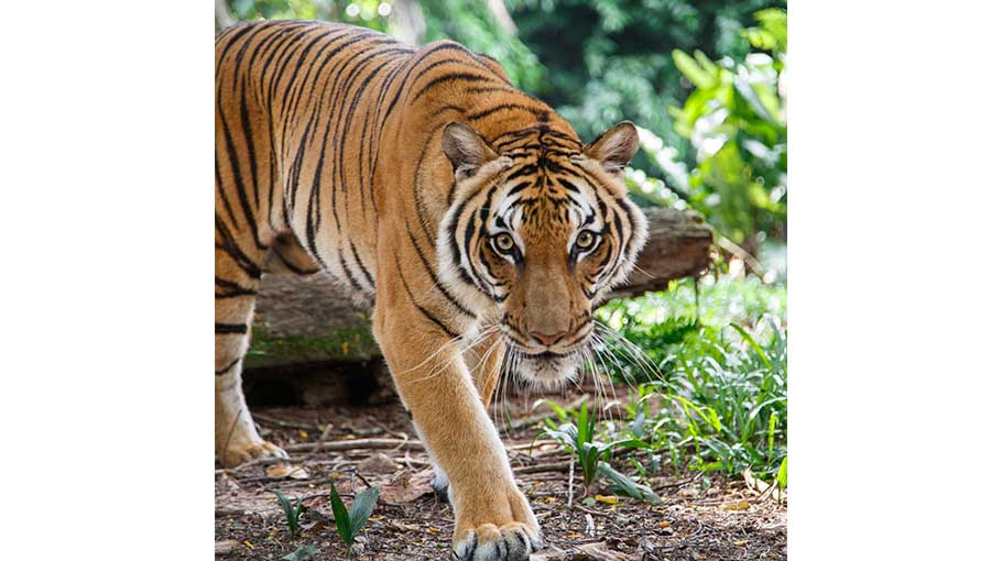Tigers in Sundarbans in jeopardy - Bangladesh Post