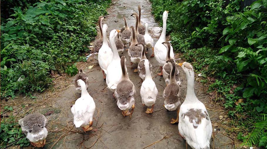 Jiru dreams of having a farm of several hundred swans