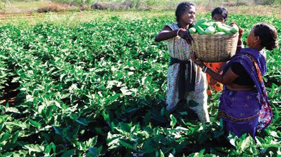 Rangpur farmers happy with summer vegetable yield, price